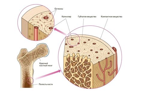 Связь губчатого вещества кости с другими компонентами организма