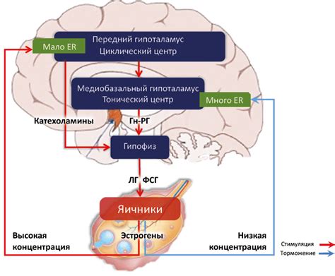 Связь между ЛГ и бесплодием