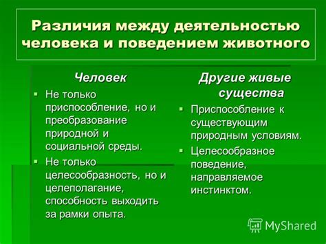 Связь между обонятельными ощущениями и поведением