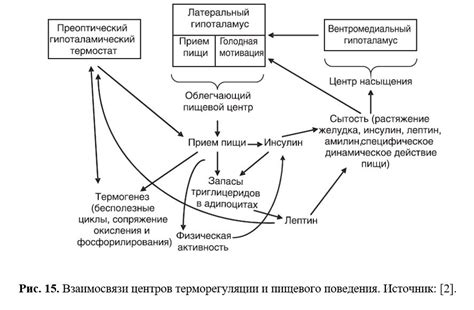 Связь между уровнем лептина и худением