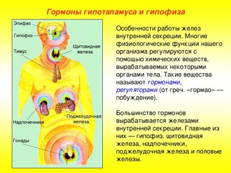 Связь области паха с другими органами