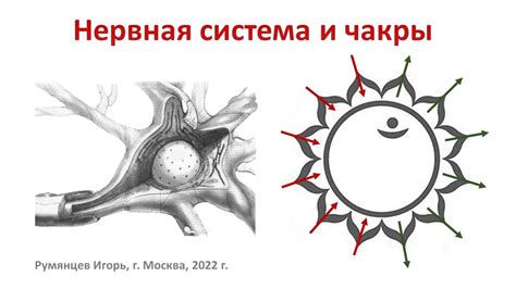 Связь пальцев с нервной системой