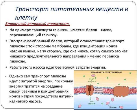 Связь проплешины на ушах с дефицитом питательных веществ