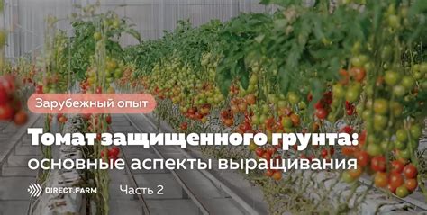 Сезонные аспекты выращивания