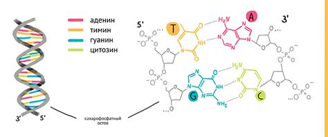 Секвенирование ДНК