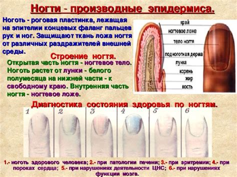 Секреты здорового и упругого эпидермиса