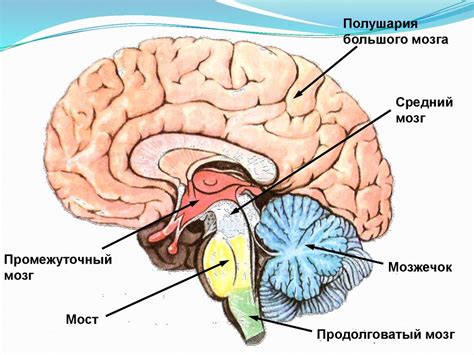 Секреты строения головного мозга