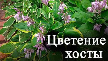 Секреты успешного ухода за хостой в летнее время