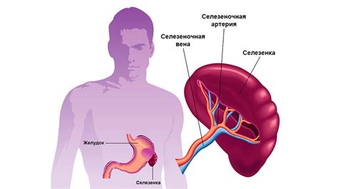 Селезенка: основные функции и значение