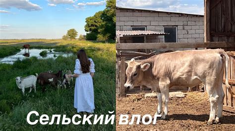 Сельская жизнь: особенности и преимущества