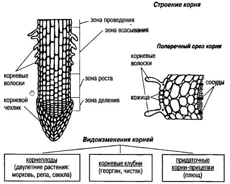 Семантические особенности нулевого корня