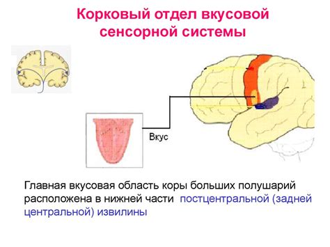 Сенсорная система кошки