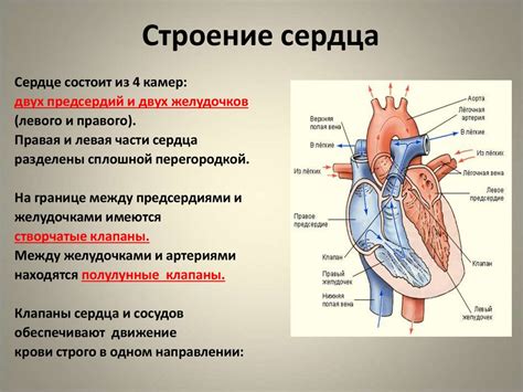 Сердце как центральный орган кровообращения