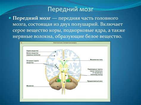 Серое вещество как поддержка нервной системы