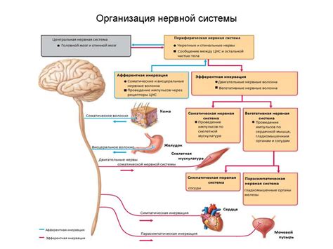 Сила влияния на нервную систему