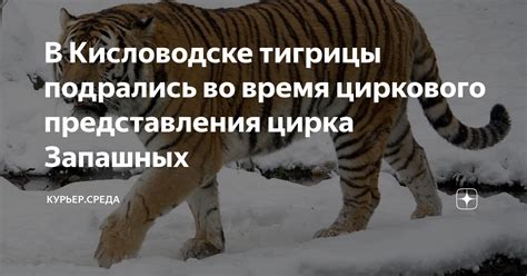 Симболика тигрицы во сне