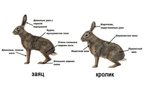 Символика белых кроликов или зайцев в сновидениях