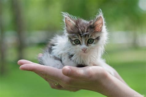 Символика кошки с котятами во сне