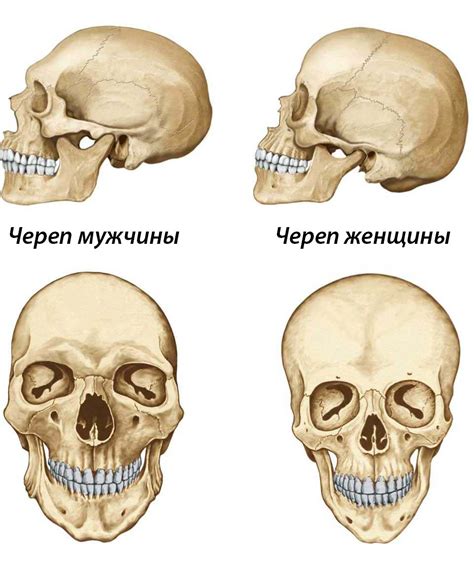 Символичный сон: скелет женщины и его значения