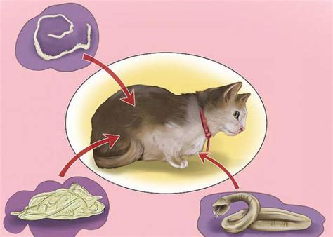 Симптомы заражения глистами у вашего кота