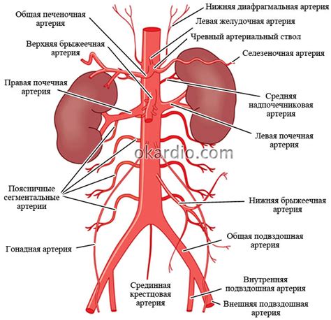 Симптомы ишемии аорты