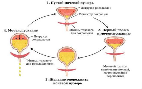 Симптомы и диагностика красной мочи у женщин