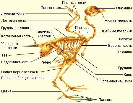 Симптомы и лечение цевки на ногах у птиц