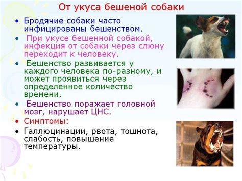 Симптомы и осложнения после укуса осой