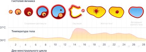 Симптомы овуляции с точки зрения выделений