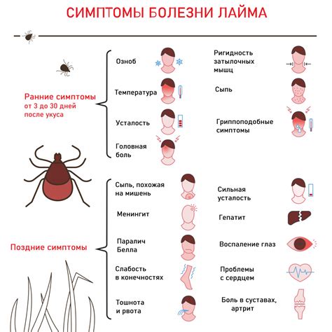 Симптомы энцефалита после укуса клеща у кошки