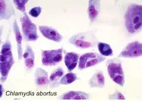 Симптомы Chlamydia spp у кошек