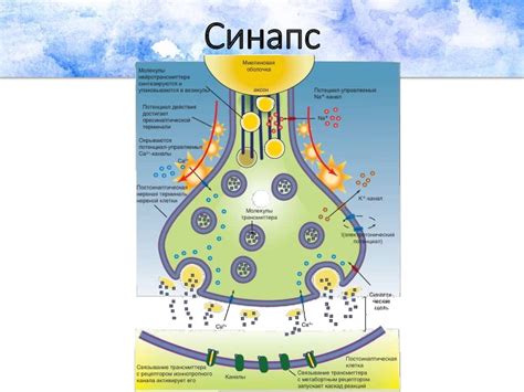 Синапсы и передача сигналов в нервной системе: