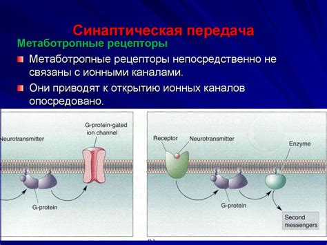 Синаптическая передача: основной механизм коммуникации