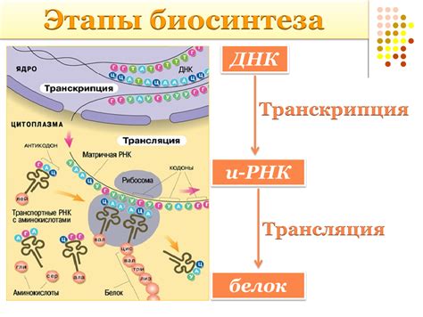 Синтез белков