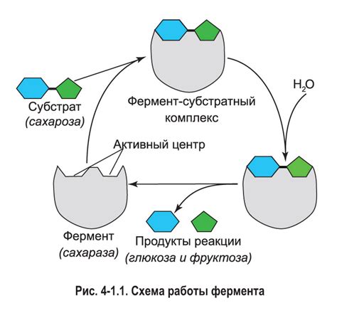 Синтез и обработка белков