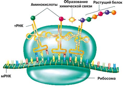 Синтез каталитических белков