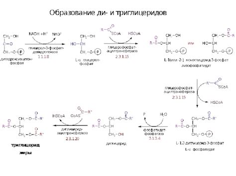 Синтез липидов