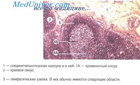 Синусный гистиоцитоз в лимфоузлах