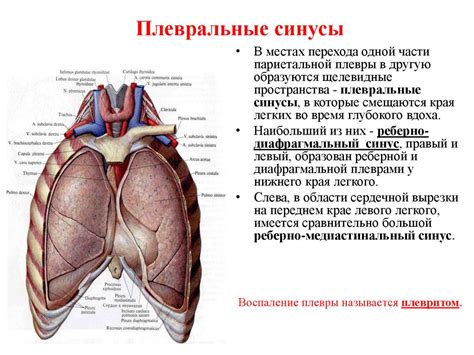 Синусы в легких: что это такое