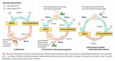 Синхронизация циклов размножения слизей