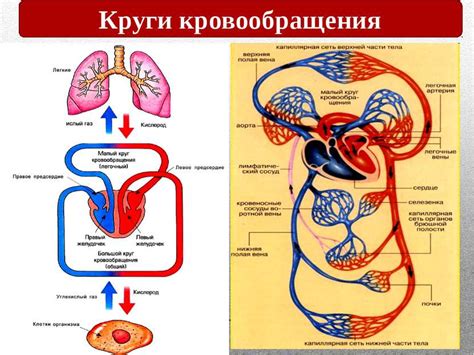 Система кровообращения: роль и органы