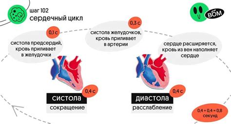 Систола и диастола: основные понятия и их значение