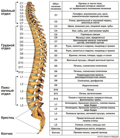 Сканограмма позвоночника: последовательность проведения