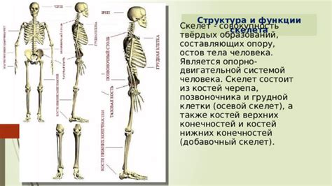 Скелет: структура и функции