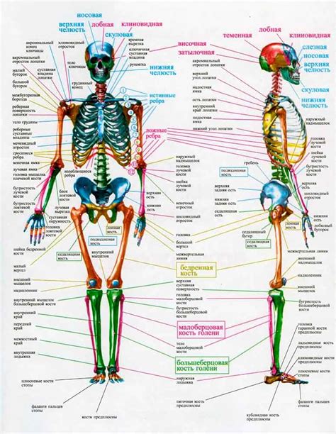 Скелет человека и его способность поддерживать тело