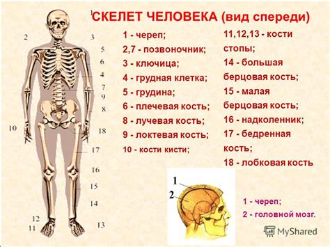 Скелет человека – неотъемлемая часть организма