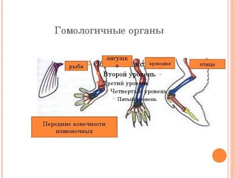 Складывание передних конечностей лягушки