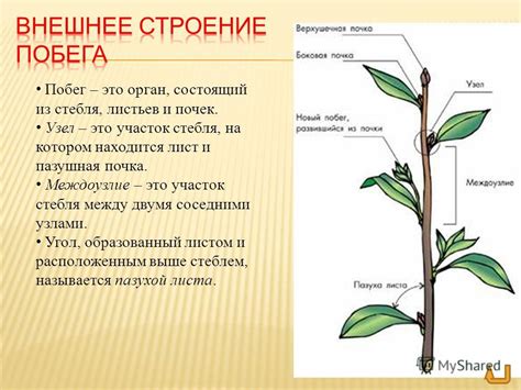 Складывание стебля и листьев