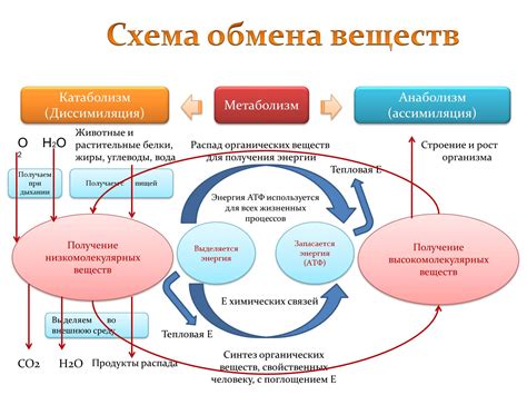 Сколько энергии тратится на обмен веществ?