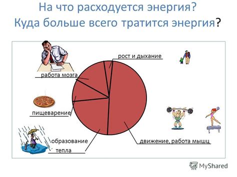 Сколько энергии тратится на рост и развитие?